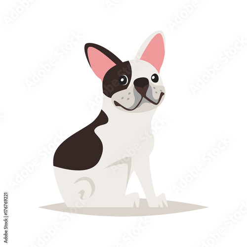cute french bulldog dog