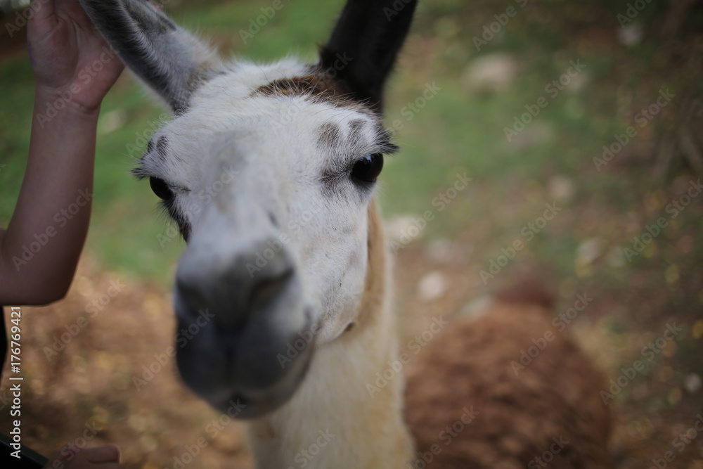 Obraz premium Brown and White Spotted Llama