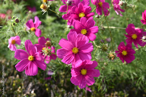 Cosmos rose en   t   au jardin