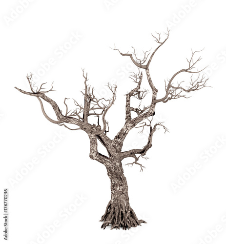 Dead tree isolated on white background, 3D rendering
