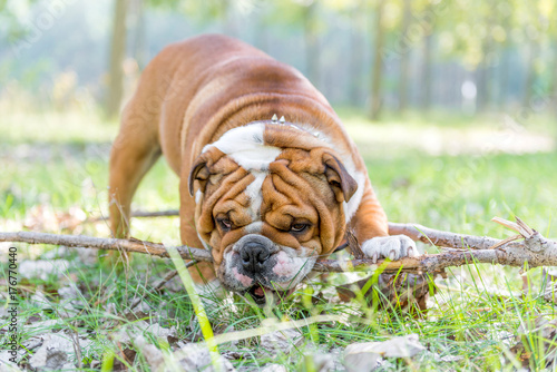 English bulldog playing with wooden stick outdoor