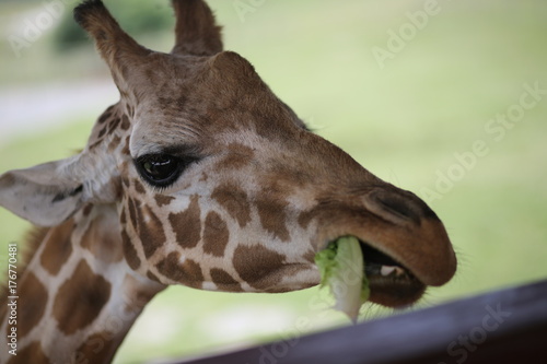 Giraffe in Captivity in a Zoo