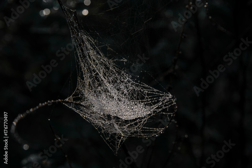 Altweibersommer Spinnweben