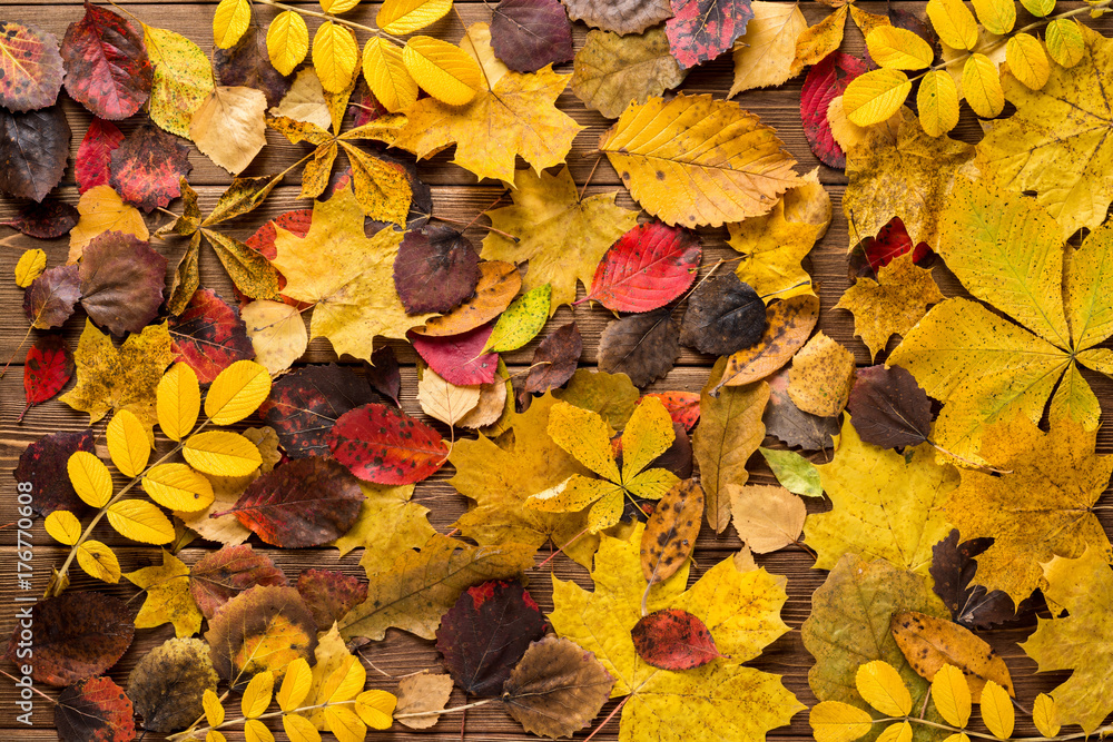 Autumn leaves on dark wooden background. Autumn leaves on dark wooden background.