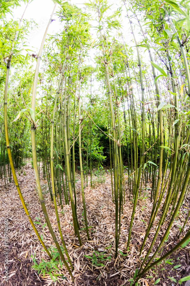 Bamboo plants with details in Royal Kew Gardens, London
Bamboo plants with details in Royal Kew Gardens, London