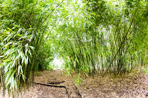 Bamboo plants with details in Royal Kew Gardens, London 