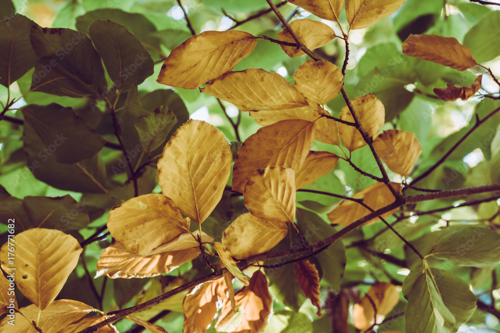 green and yellow autumn leaves upward view green and yellow autumn leaves upward view