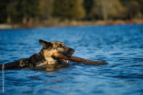 German Shepherd dog swimming with large stick