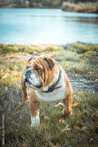 Portrait of English bulldog outdoor,selective focus