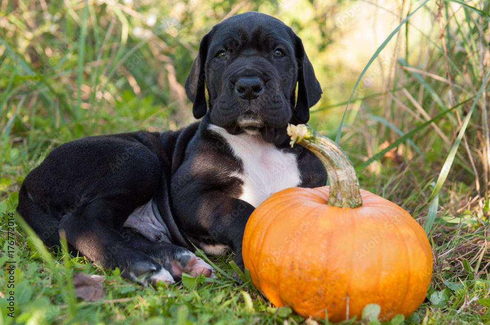 funny beautiful black Great Dane dog puppy and pumpkin Stock Photo