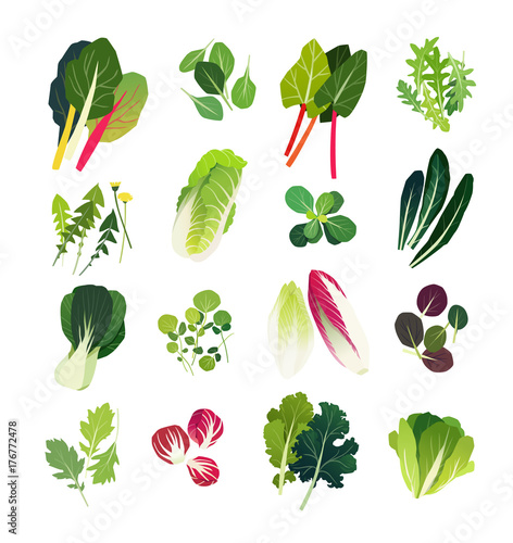 Common leafy greens such as chards, spinach, rhubarb, arugula, dandelion, napa, mache, black kale, bok choy, watercress, endive, tatsoi, mizuna, radicchio lettuce, curly kale and Romain lettuce