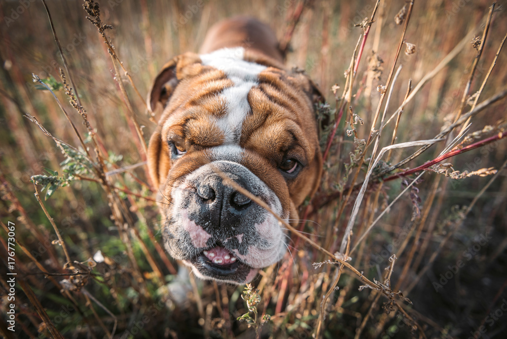 English bulldog portrait in the gras at Autumn time,selective focus
