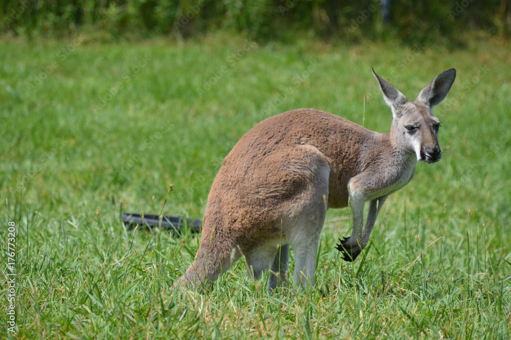 Fototapeta premium Kangaroo