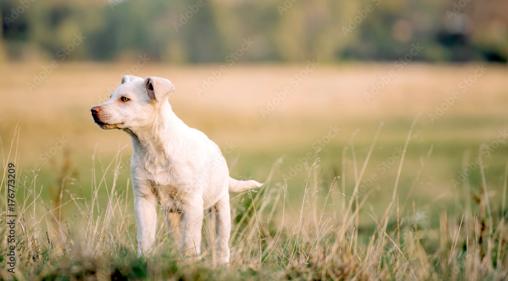 Beautiful dog portrait outdoor,selective focus Beautiful dog portrait outdoor,selective focus