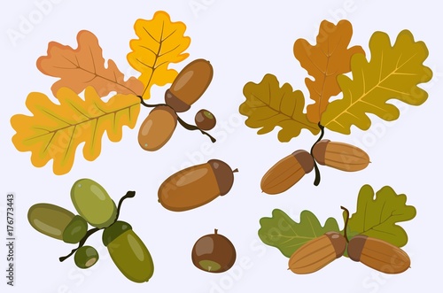 Figure of the acorn and oak leaves. Vector illustration.