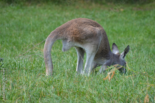 Kangaroo