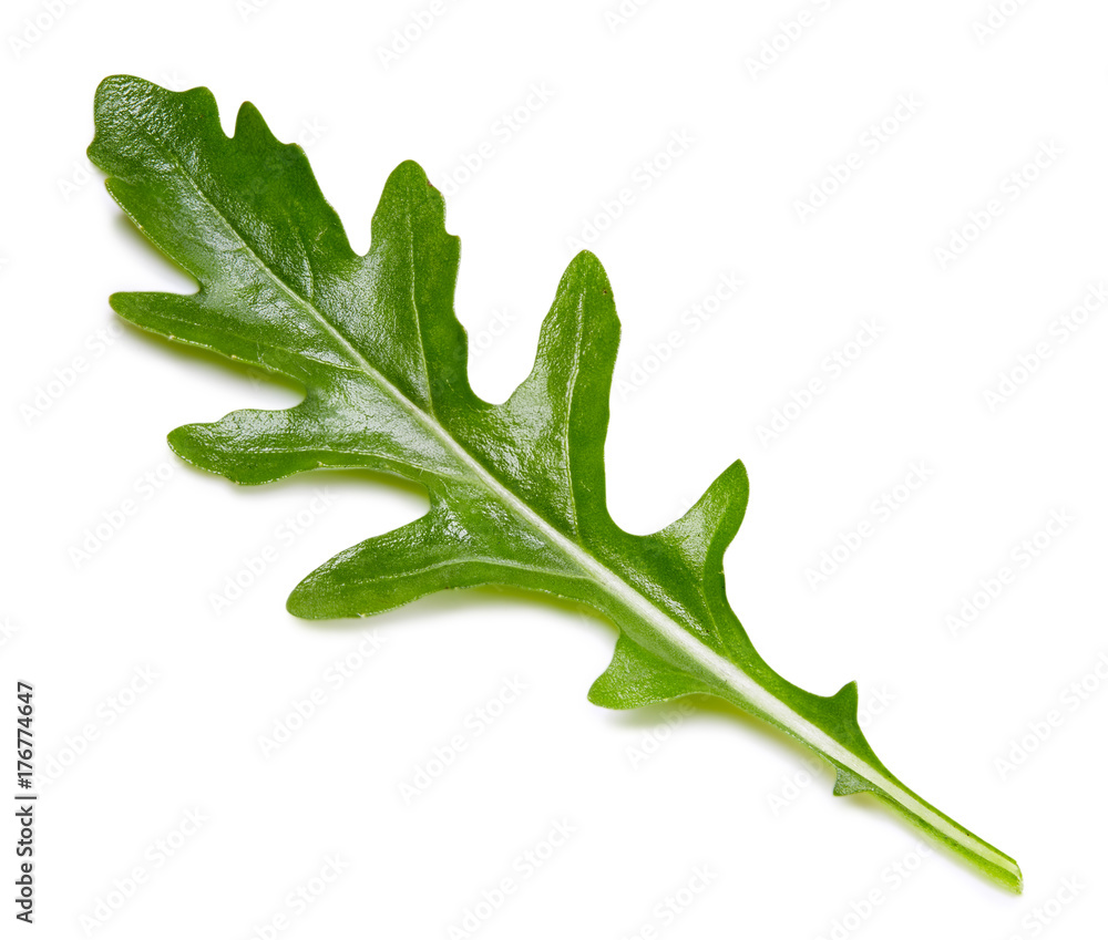 rucola leaves isolated on white rucola leaves isolated on white