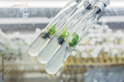 Close-up view to microplants of cloned oak with  in test with tubes nutrient medium on the glass table. Micropropagation technology in vitro  photo