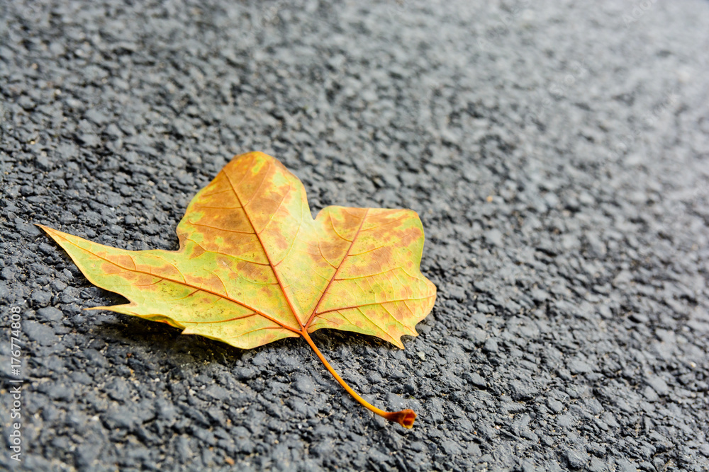 Dry leaf on the road. Close-up view of a dead maple leaf lying on an asphalted road with shallow depth of field. Dry leaf on the road. Close-up view of a dead maple leaf lying on an asphalted road with shallow depth of field.