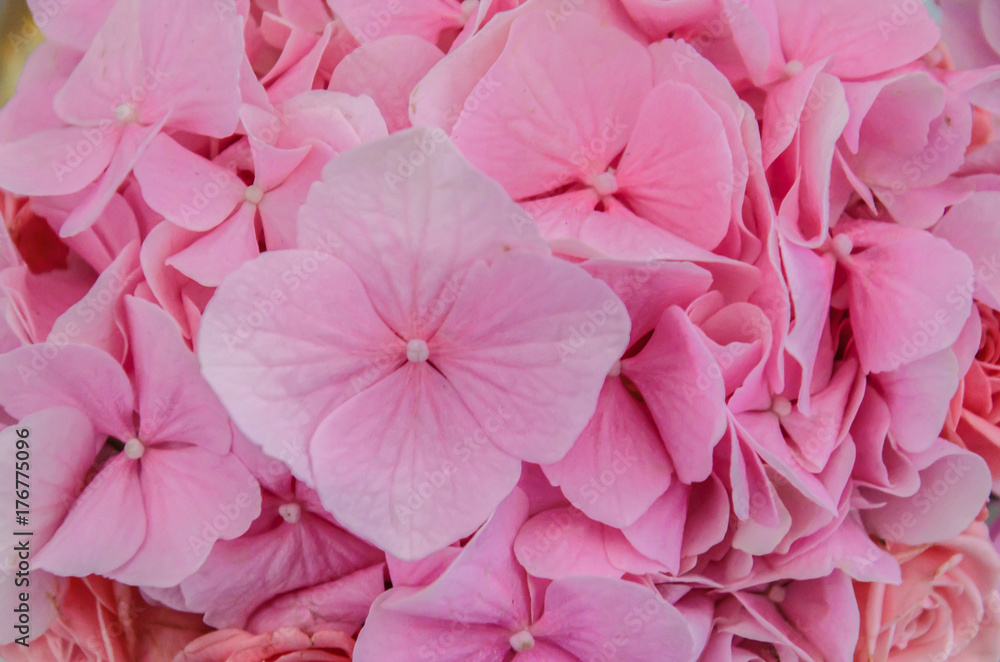 Delicate pink background of hydrangea flowers close-up.