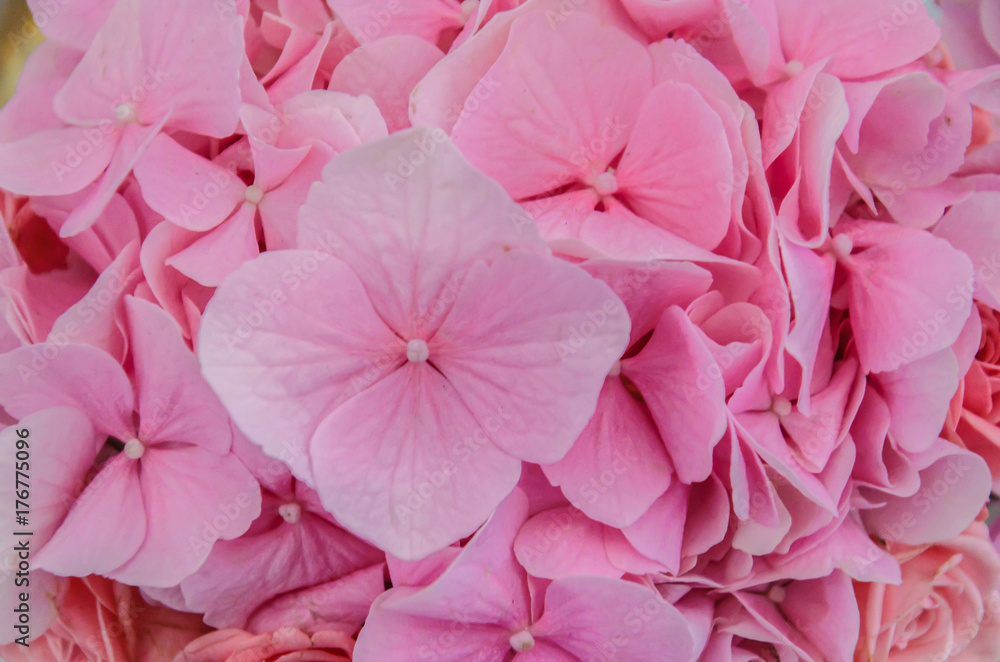 Delicate pink background of hydrangea flowers close-up. Delicate pink background of hydrangea flowers close-up.