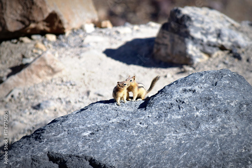 Golden-mantled Ground Squirrels at Lake Louise in Banff, Canada  photo