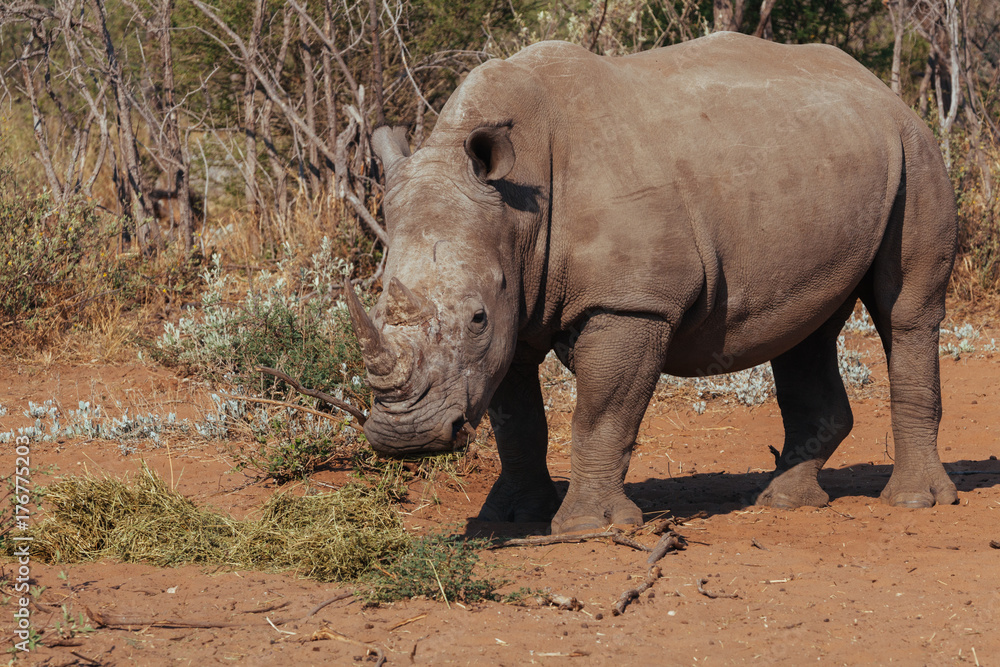 Fototapeta premium White Rhinoceros