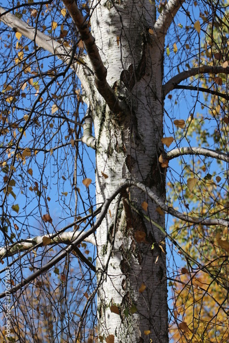 Wallpaper Mural Birke (Betula)/ Baumstamm - Laubbaum im Oktober Torontodigital.ca