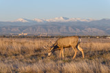 Mule Deer Buck on the High Plains of Colorado at Sunrise