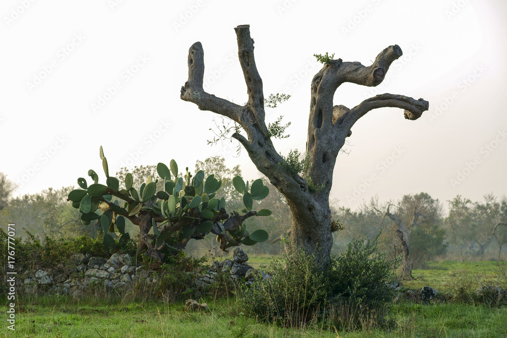 Olive trees dying for annoying xylella in Salento Italy Stock Photo