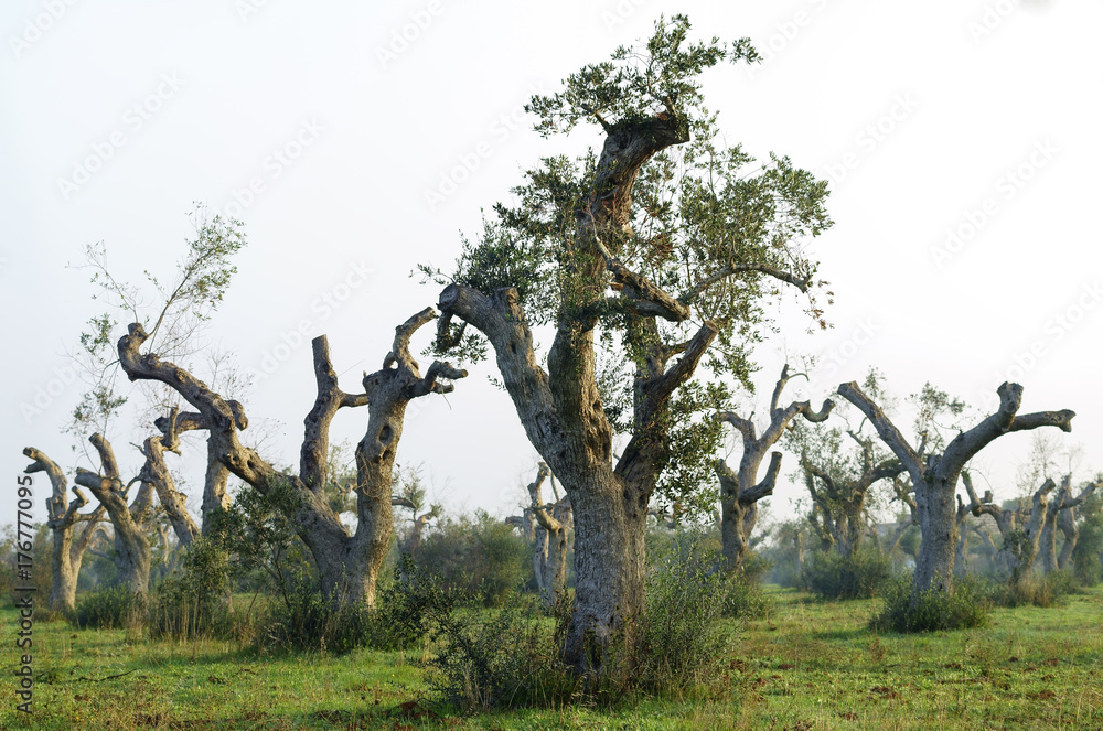 Olive trees dying for annoying xylella in Salento Italy Stock Photo