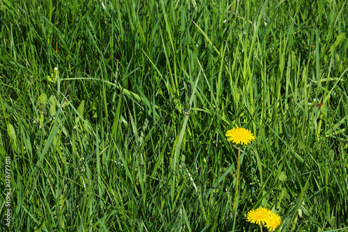 Tall dark grass with some dandellions in blossom photo