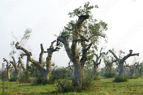 Olive trees dying for annoying xylella in Salento - Italy