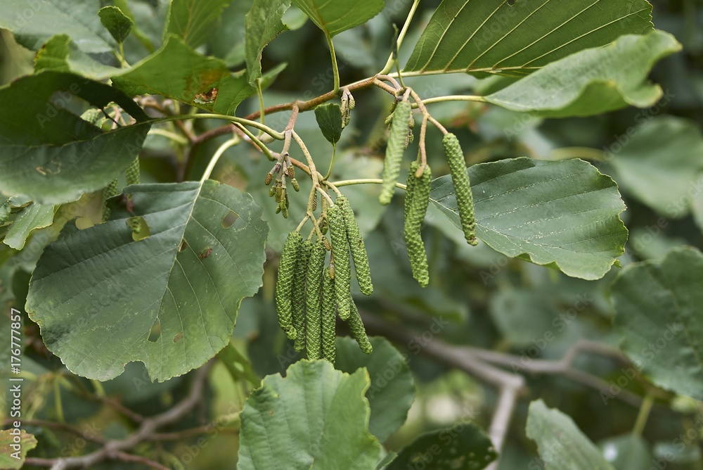 Alnus glutinosa Alnus glutinosa