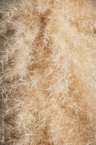 Decorative dry grass. Texture, background.