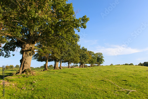 Row trees in landscape