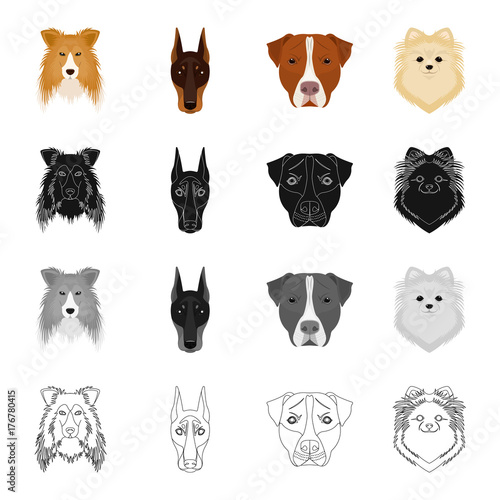 Dog, animal, home and other web icon in cartoon style.Doberman, boxer, pomeranian icons in set collection.