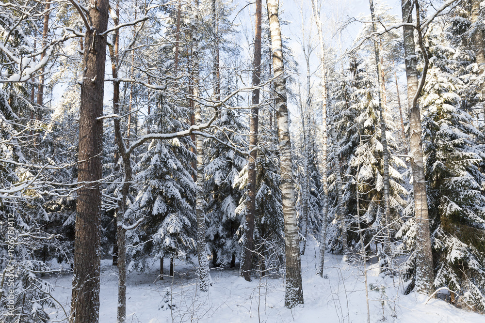 Fototapeta premium Trees in winter