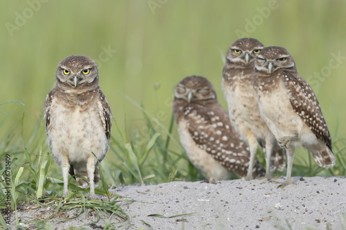 Burrowing owls near the burrow at boca raton airport in florida