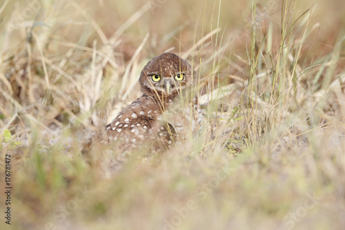 Burrowing owl chick in the grasses at Boca Raton Airport in Florida photo