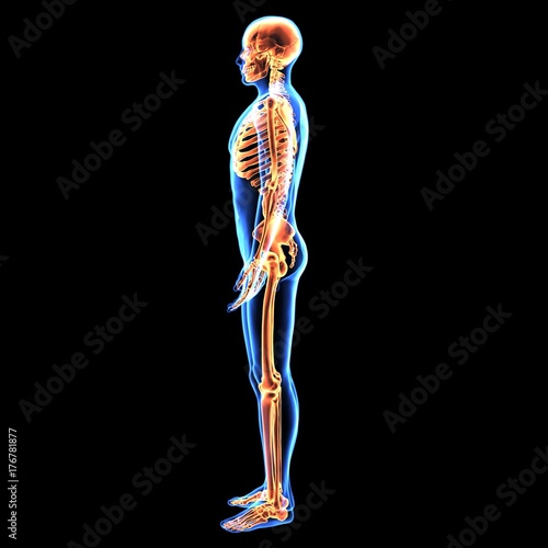 3d illustration of human body skeleton anatomy