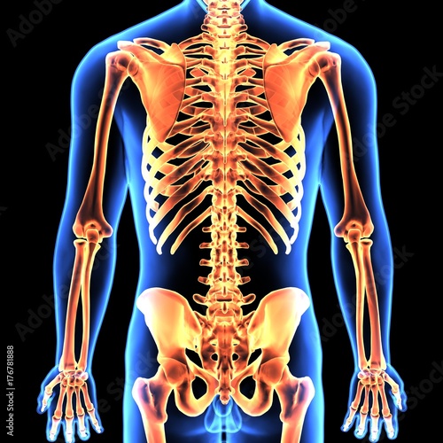 3d illustration of human body skeleton anatomy