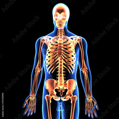 3d illustration of human body skeleton anatomy