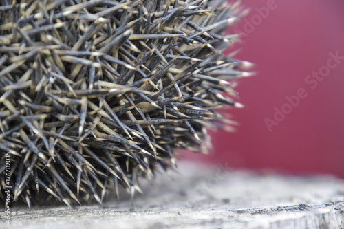 Hedgehog on the tree stump. Hedgehog curled up into a ball