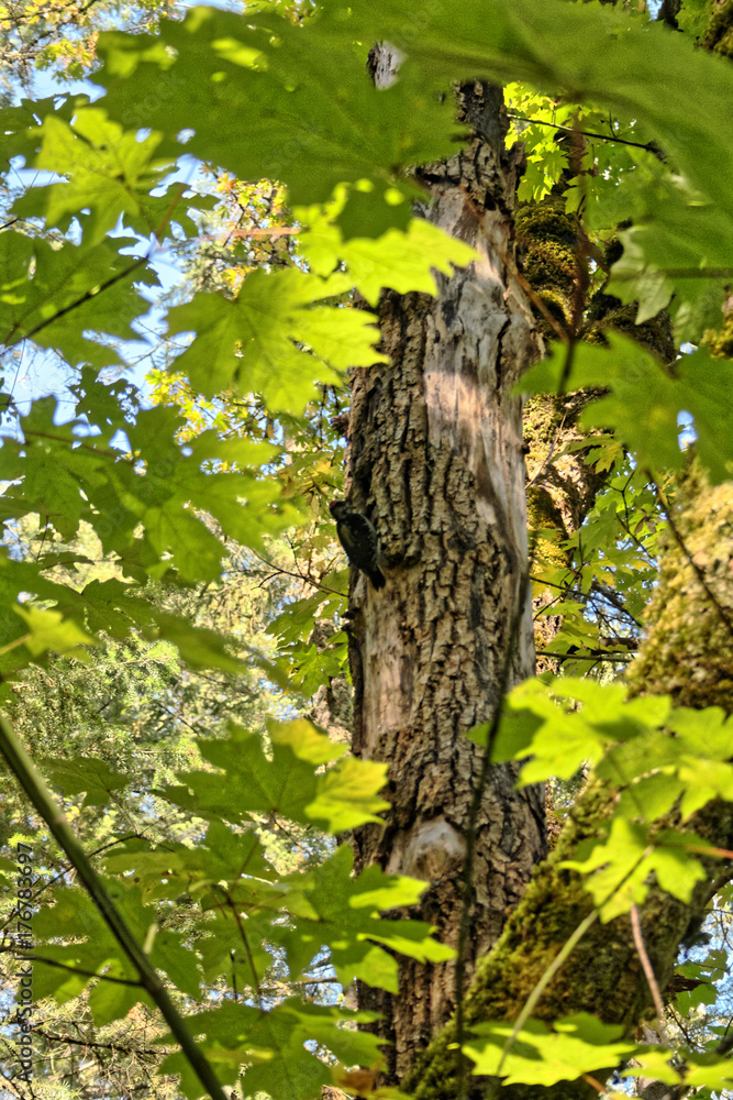 Fototapeta premium A wood pecker framed by the early fall leaves