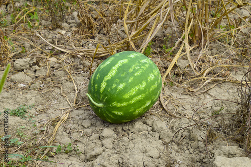 Watermelon, plucked from the garden, lying on the ground.