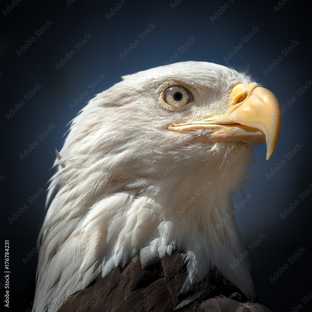 Portrait of a bald eagle against a dark background. The bald eagle is both  the national bird and national animal of the USA. Stock Photo | Adobe Stock