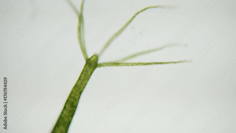 Hydra is a genus of small fresh-water animals of the phylum Cnidaria and class Hydrozoa. Hydra is a genus of small fresh-water animals of the phylum Cnidaria and class Hydrozoa.