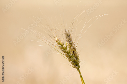 Wheat Saskatchewan Canada