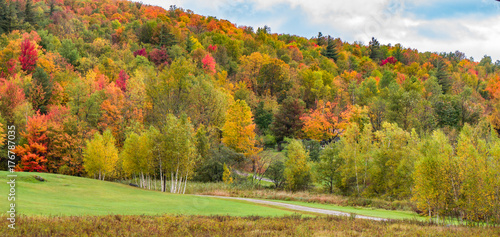 a landscape trees with bright autumn fall foliage colors 